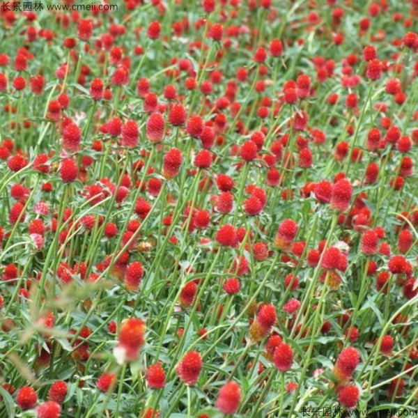 Globeamaranth flower